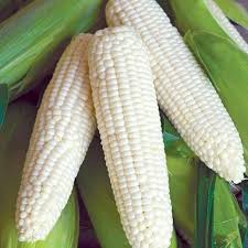 White Corn